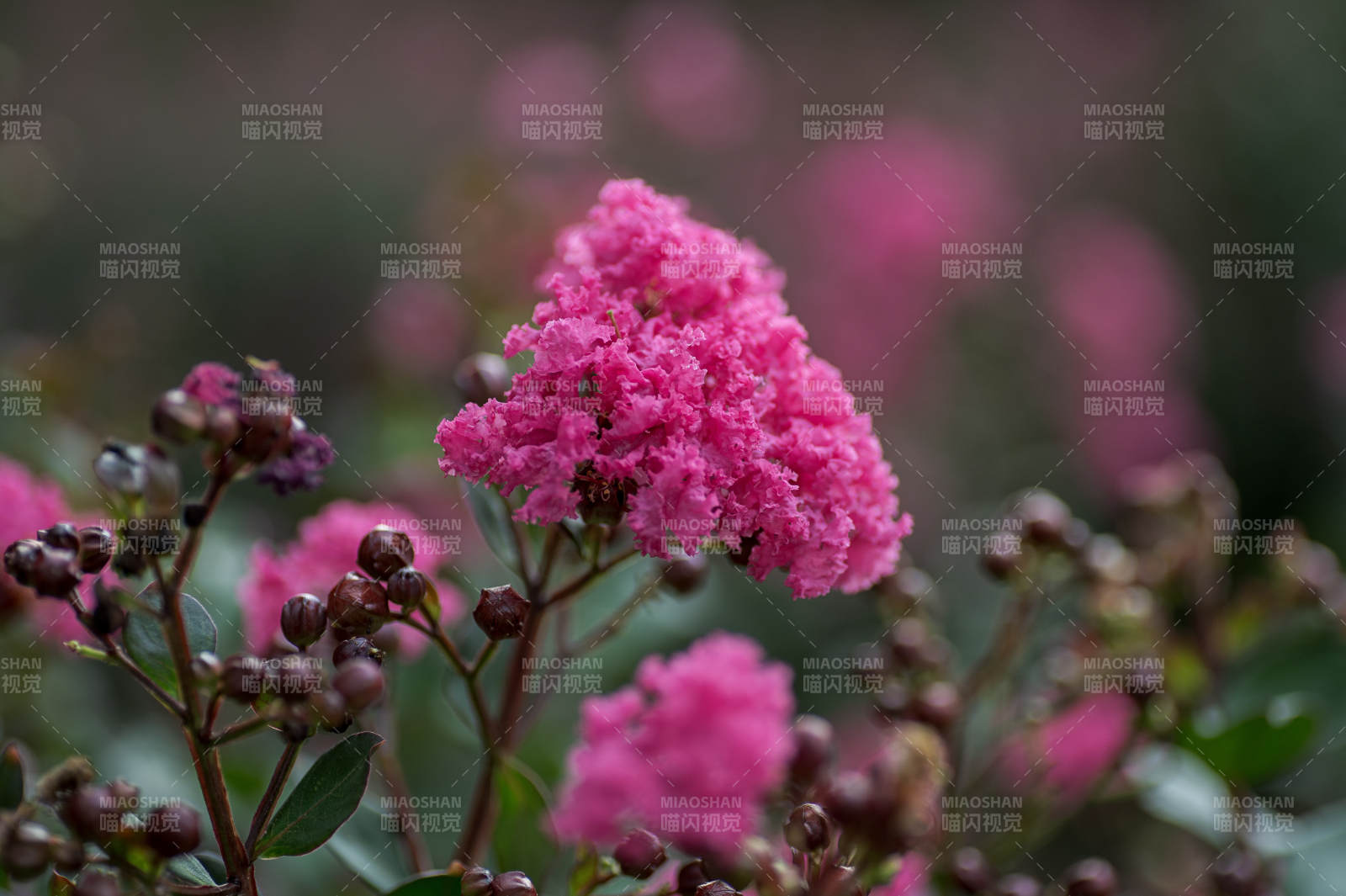 紫薇花綻放美麗瞬間