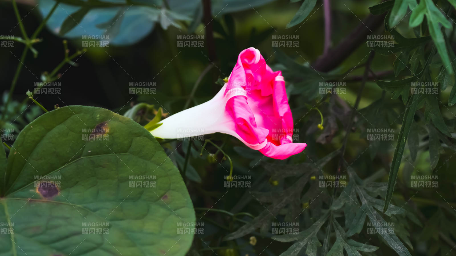 粉色牽牛花在綠葉中綻放