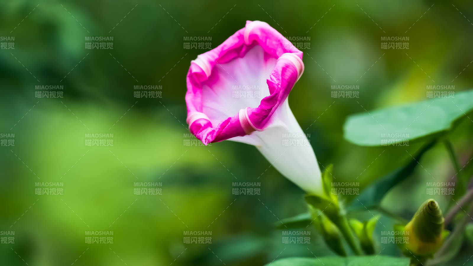 粉色喇叭花綻放瞬間