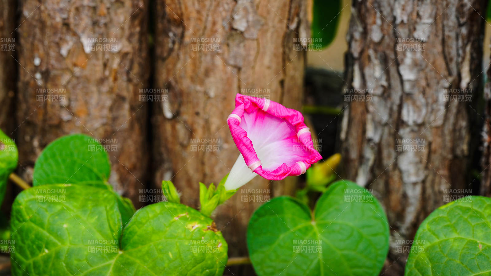 粉花綠葉樹旁綻放