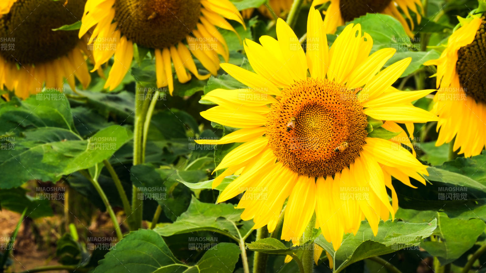 蜜蜂采蜜向日葵花田