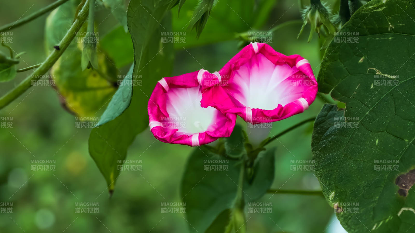 粉色牽牛花的美麗瞬間