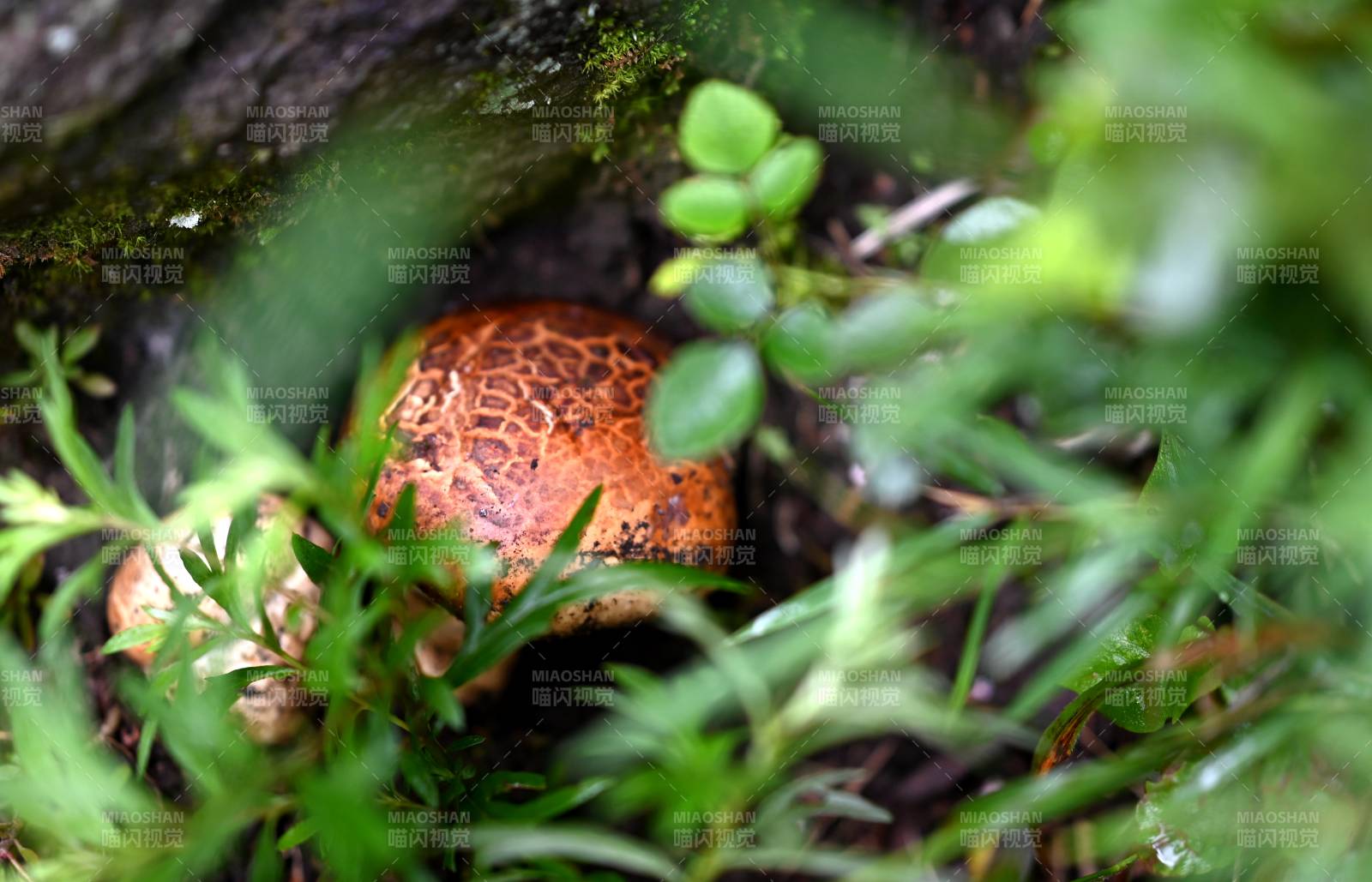 林間蘑菇隱草叢