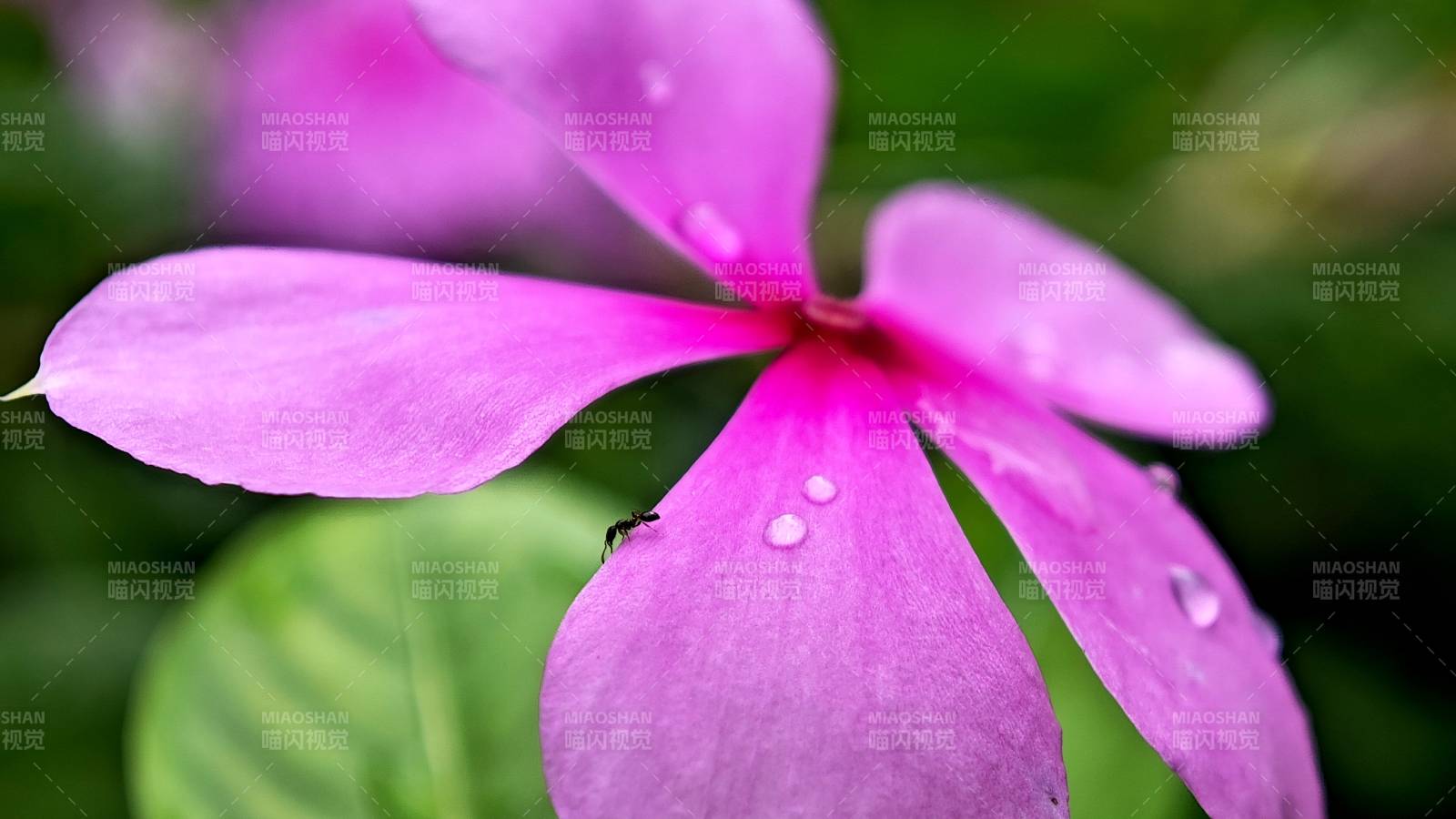 紫花上的露珠與小蟲