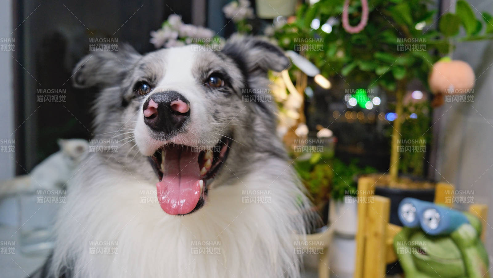 開(kāi)心的狗狗露舌頭
