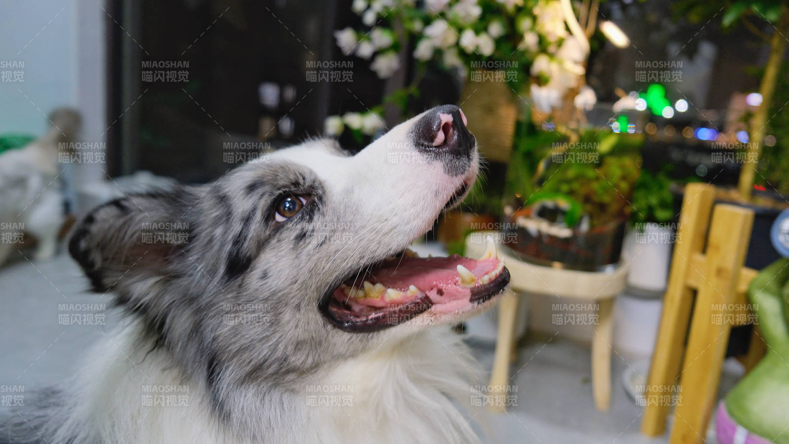 萌犬仰望 笑容燦爛