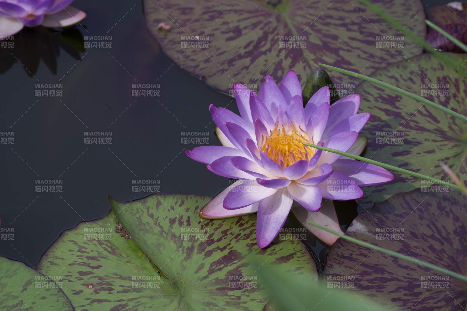 池塘中的紫色蓮花