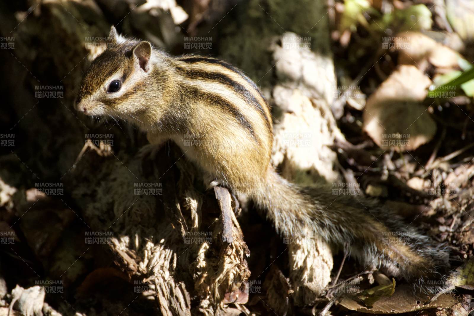 林間小松鼠 陽光下的靈動