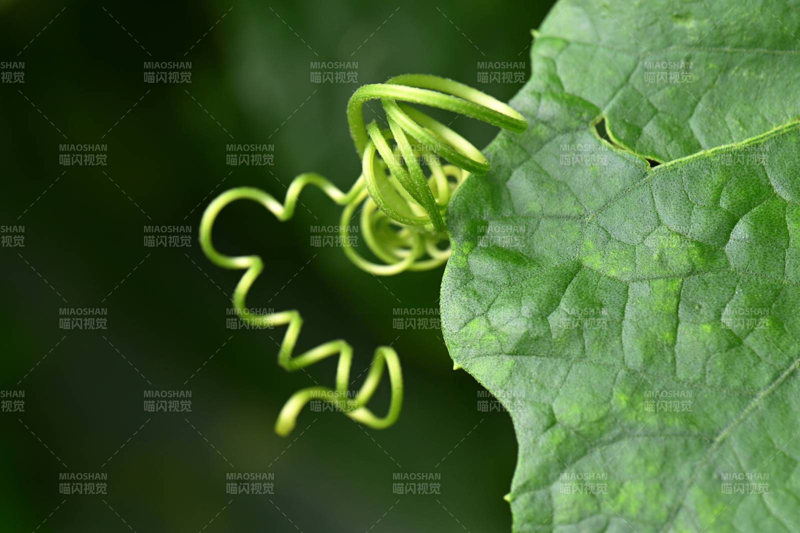 藤蔓與綠葉的自然之美