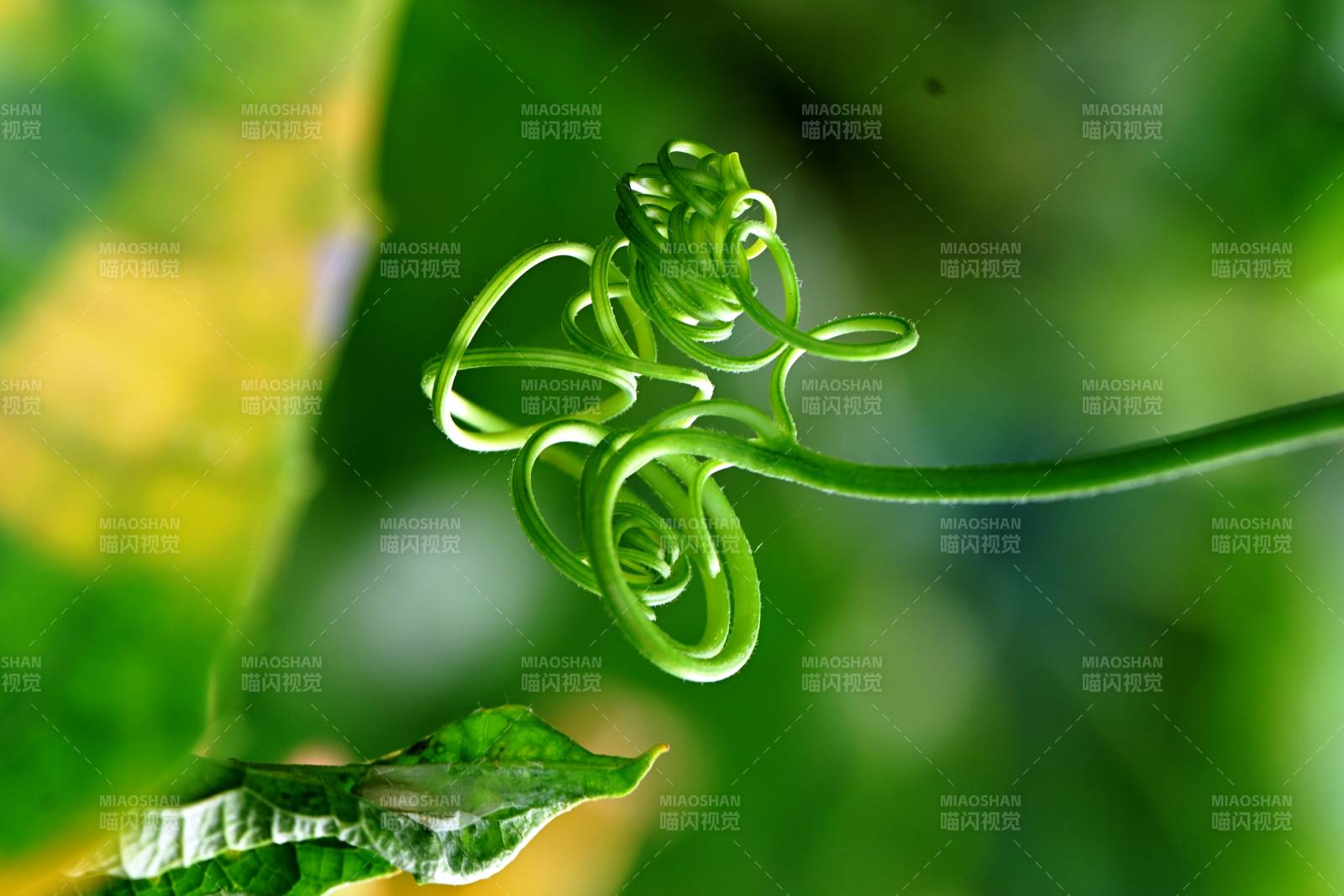 綠色藤蔓的自然卷曲