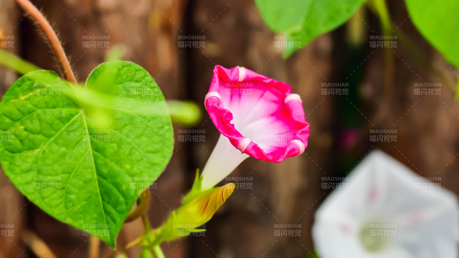 牽牛花的美麗瞬間