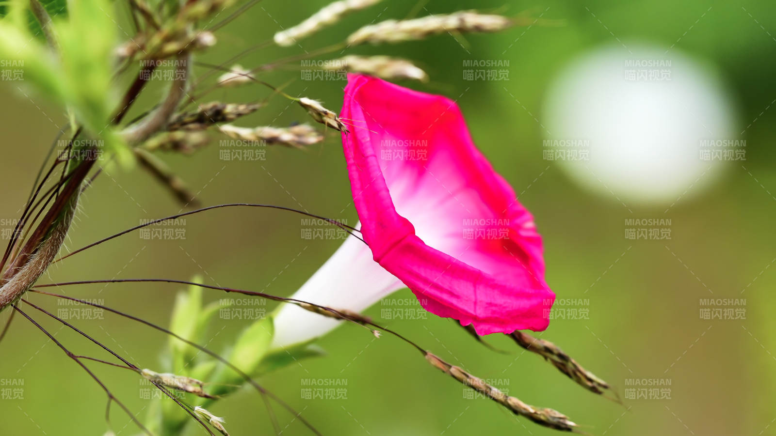 粉色牽牛花的美麗瞬間