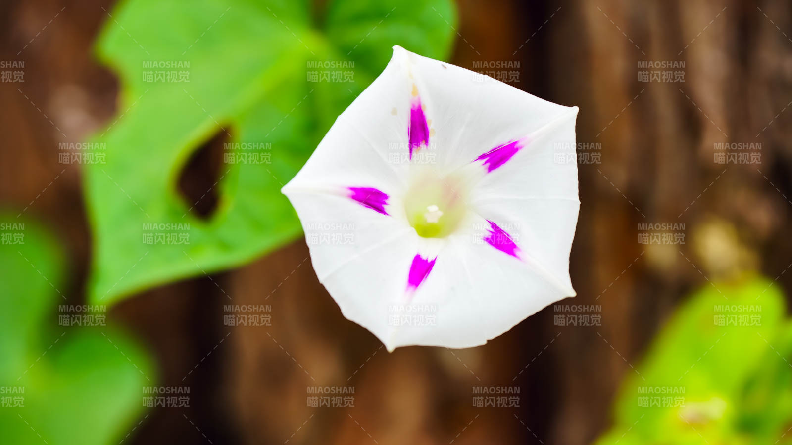 白色牽牛花的美麗瞬間