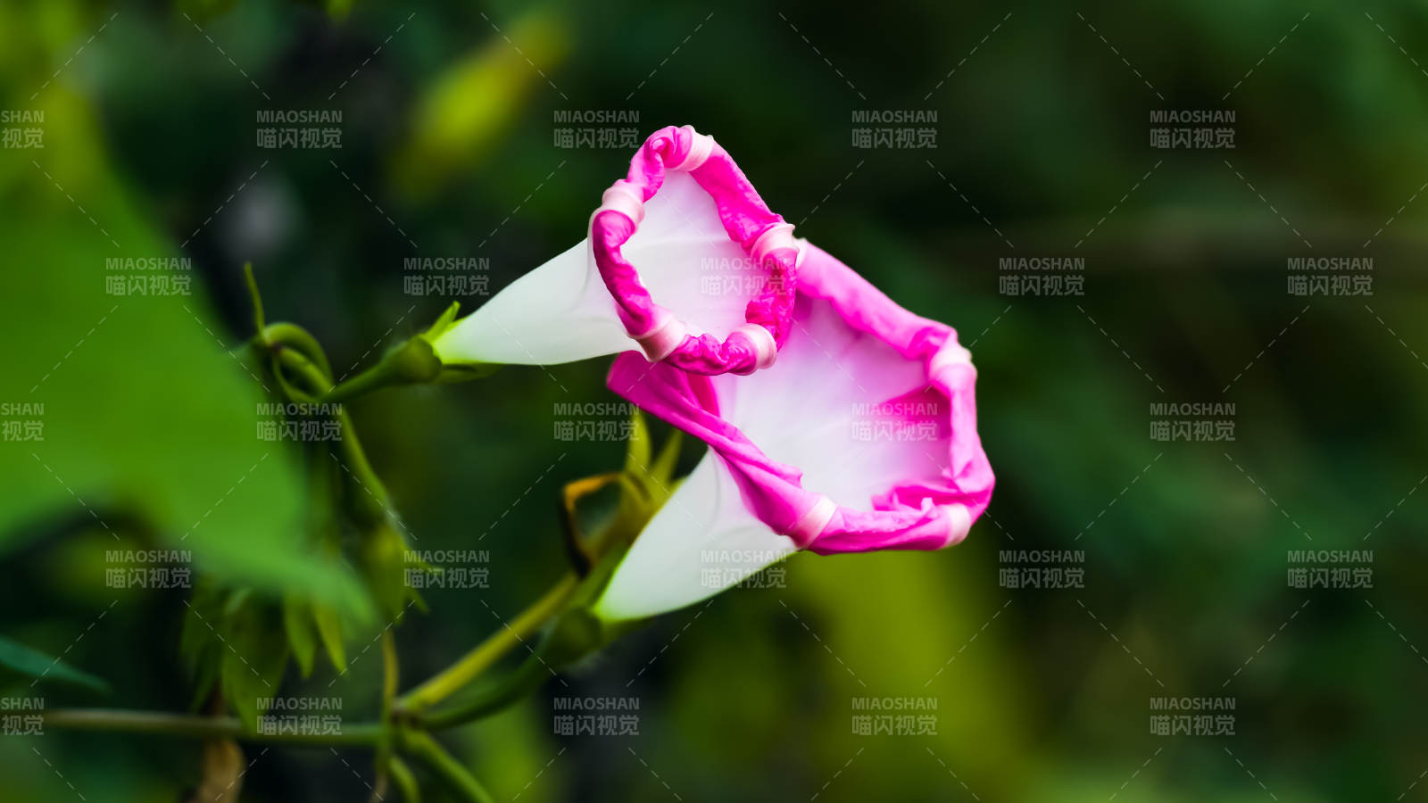 粉色喇叭花的美麗瞬間