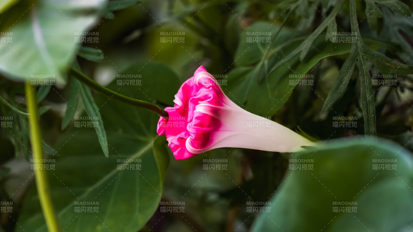 粉色喇叭花在綠葉中綻放