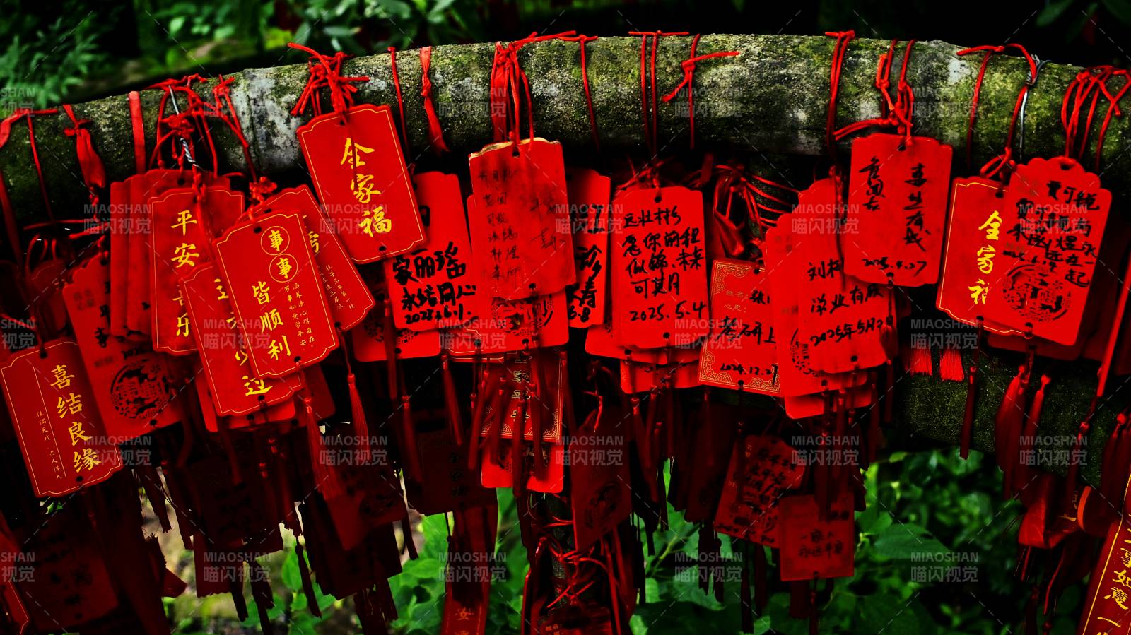 祈福紅牌掛枝頭