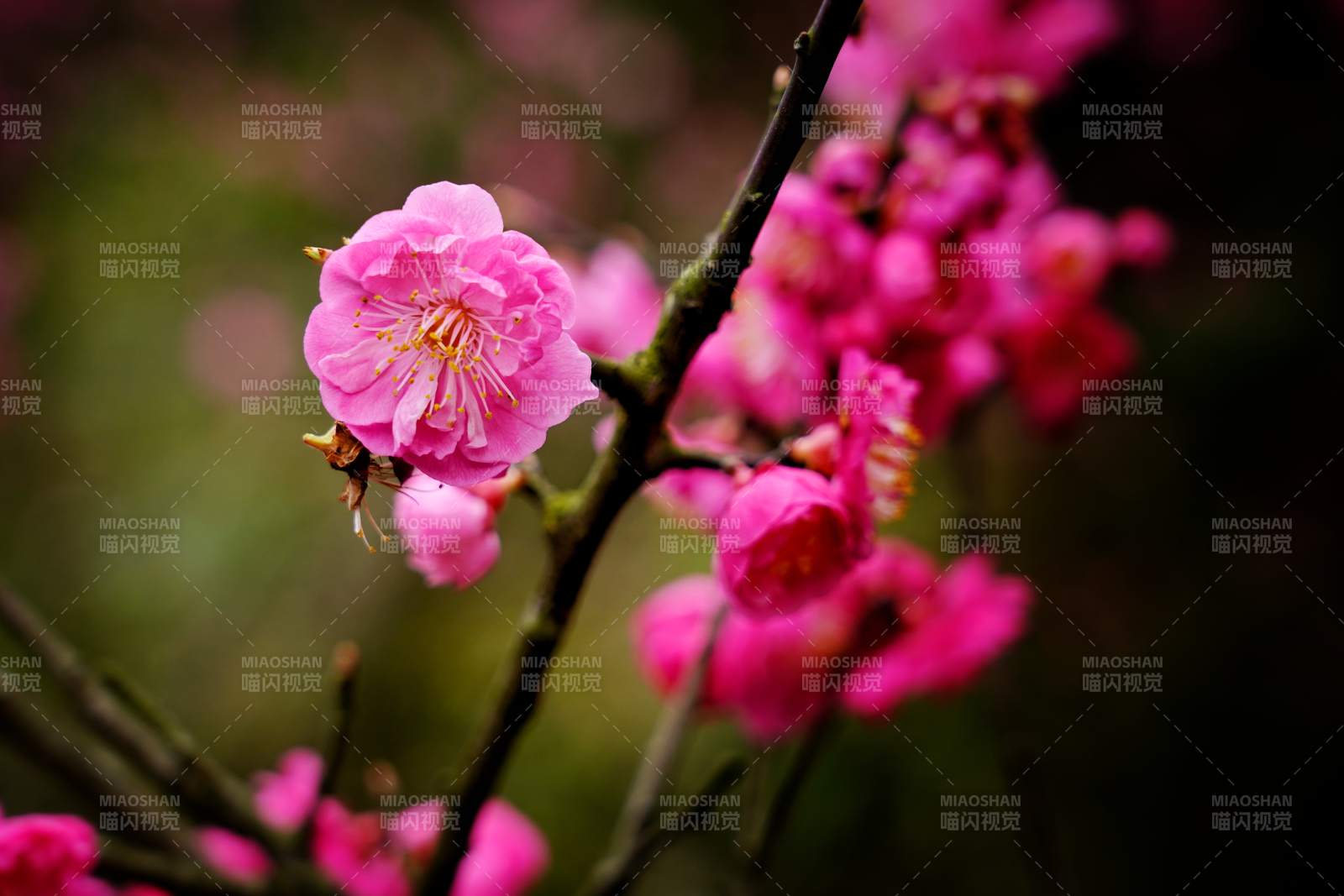粉色梅花綻放枝頭