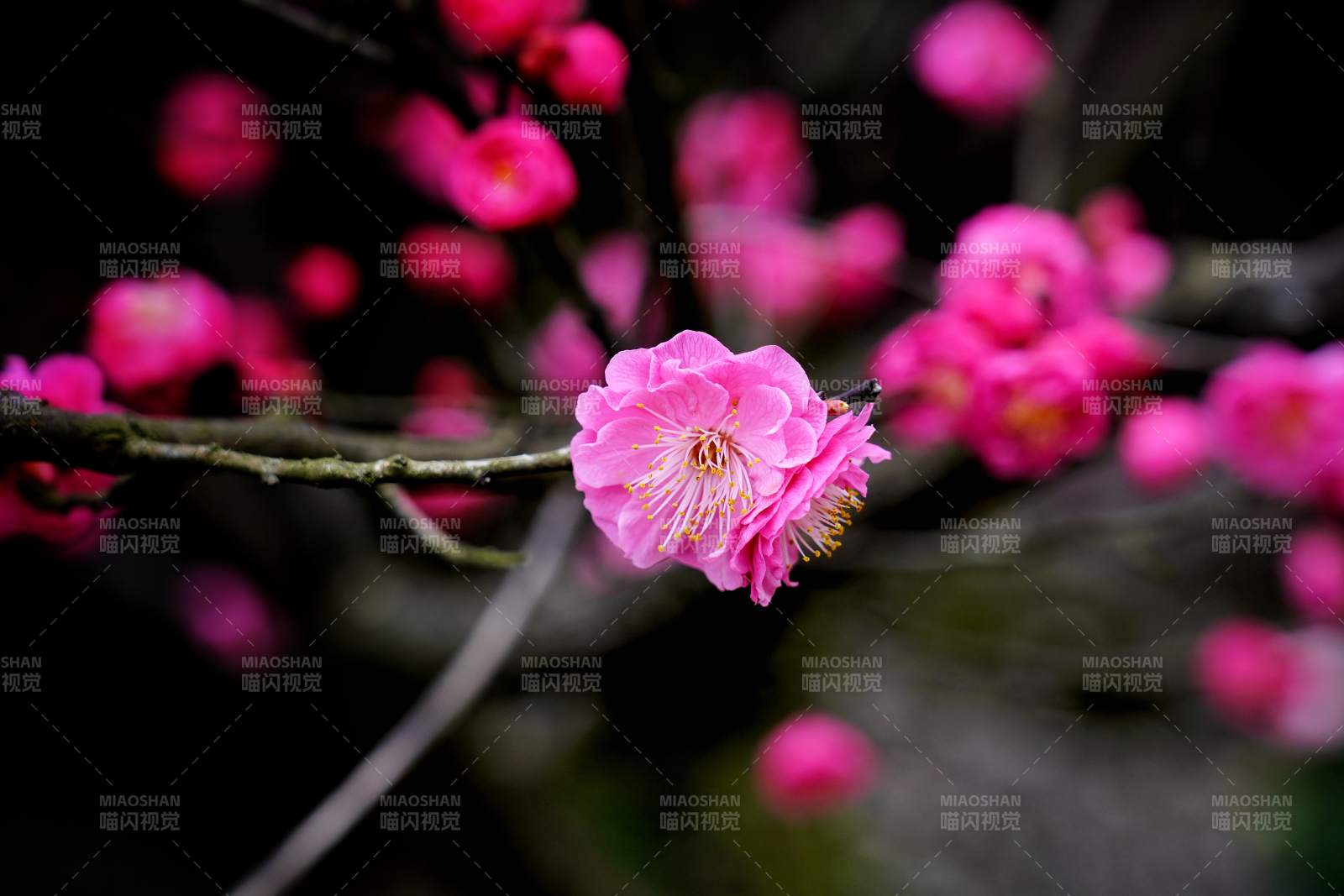 梅花綻放枝頭