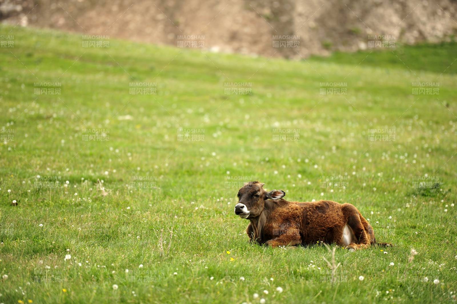 新疆喀拉峻小牛臥草地上