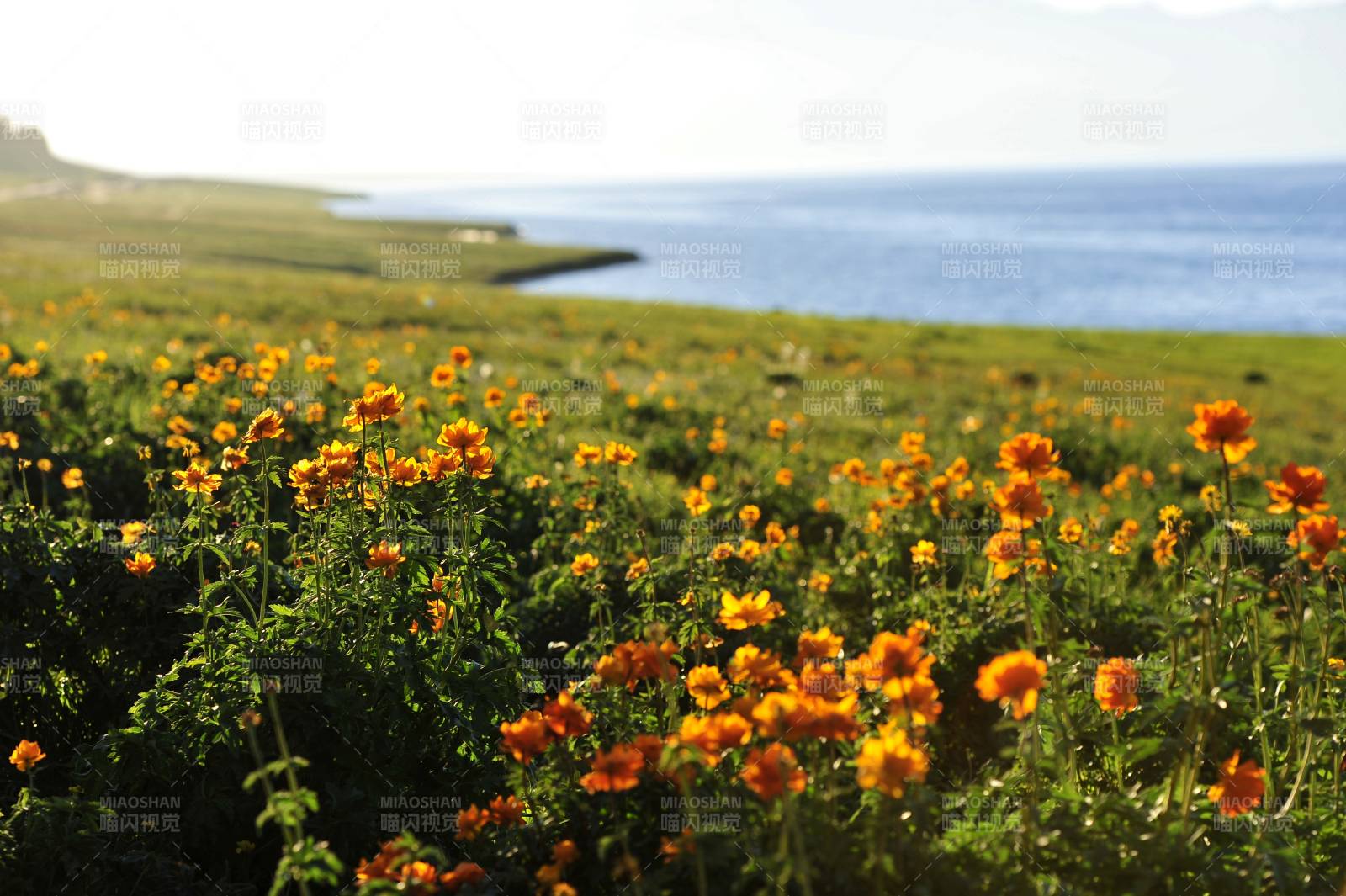 新疆賽里木湖邊花海美景
