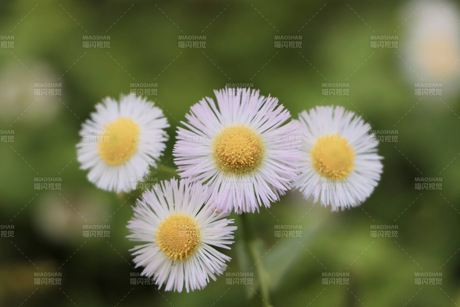 四朵小白花綻放