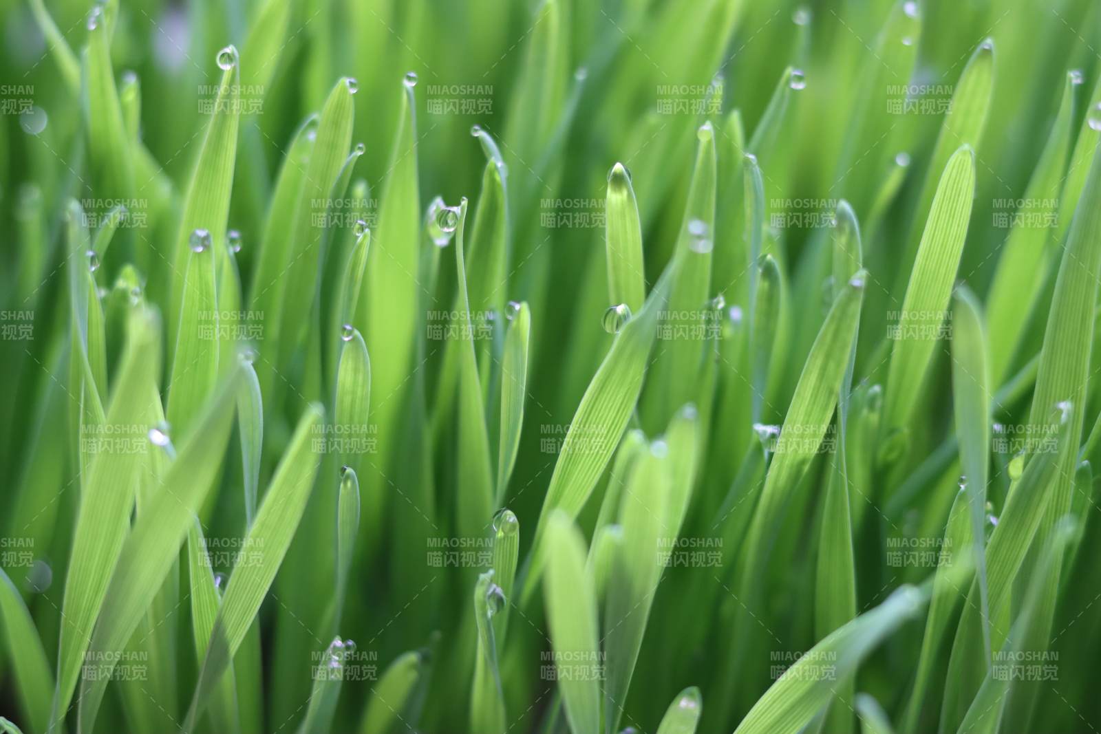 晨露小麥幼苗