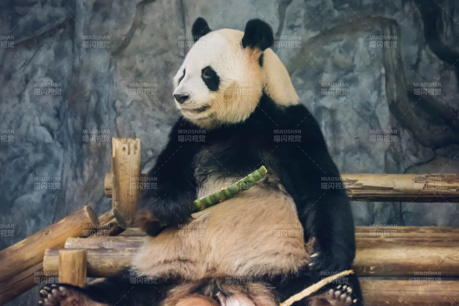 熊貓悠閑吃竹子