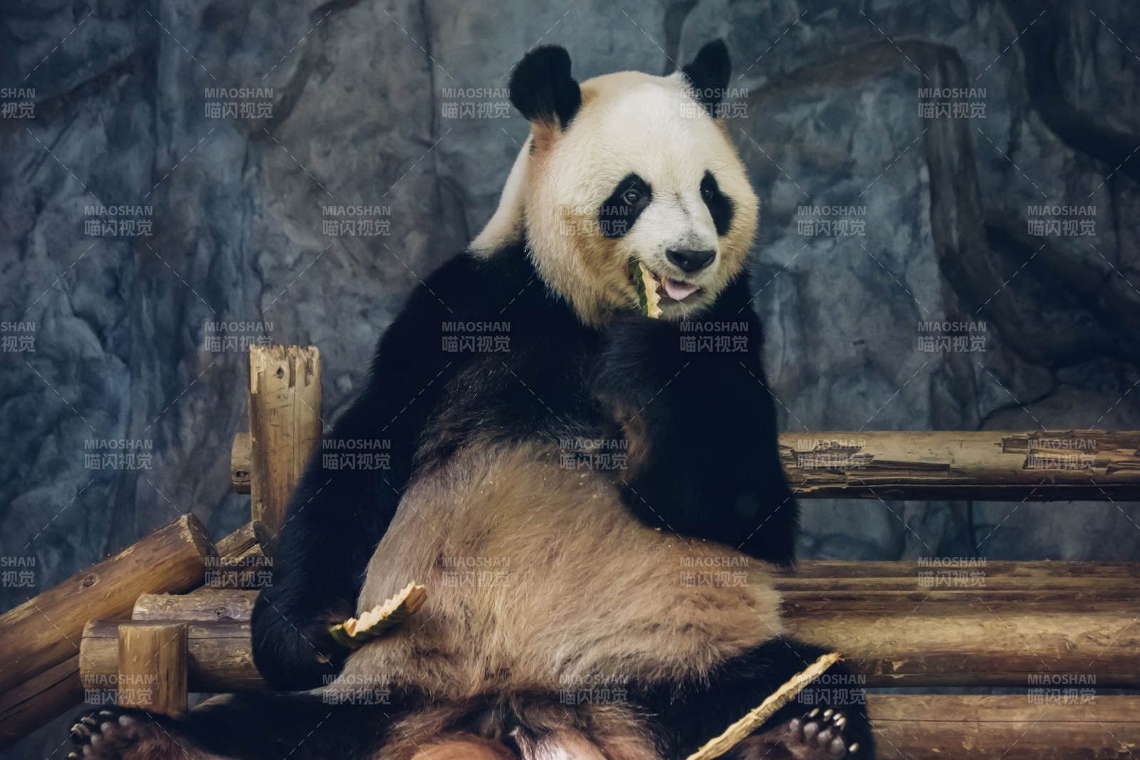 熊貓悠閑吃竹子