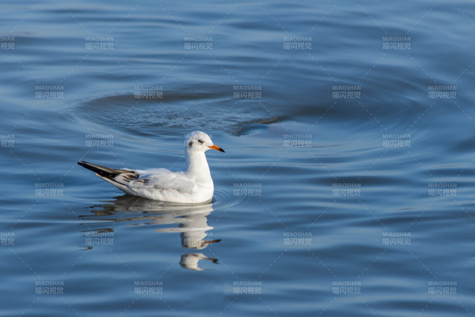 湖面靜謐 鷗鳥悠游
