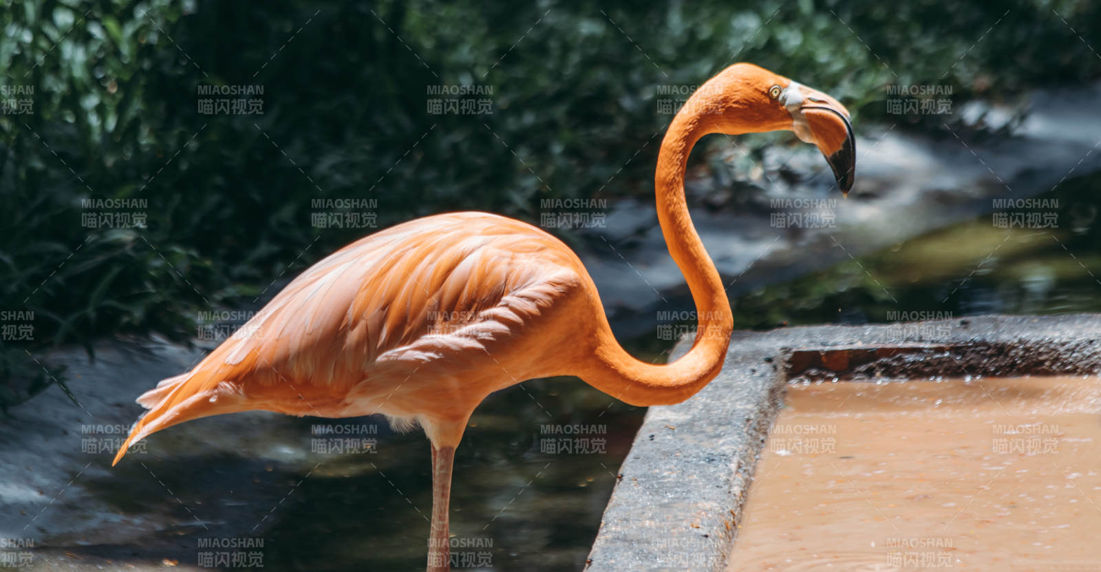 優(yōu)雅的火烈鳥