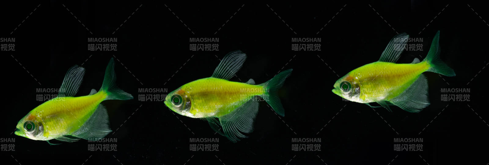 熒光綠魚游動瞬間