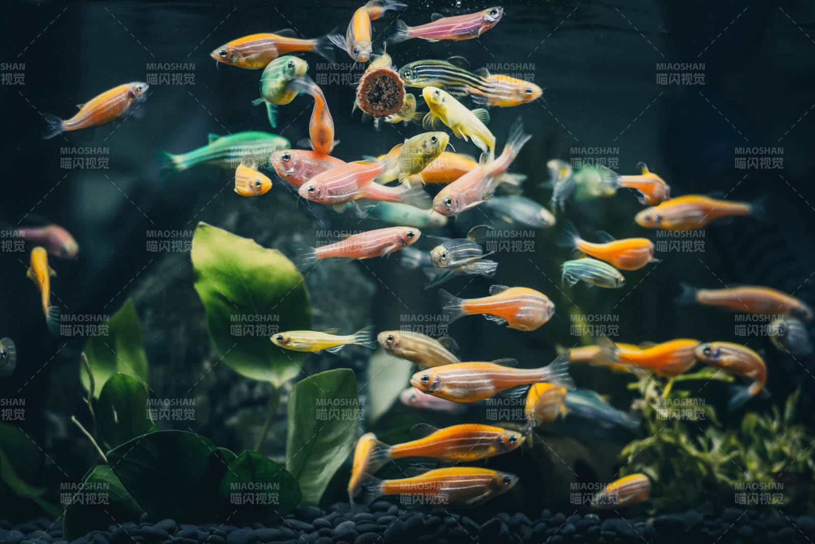 彩魚(yú)游動(dòng)水草間