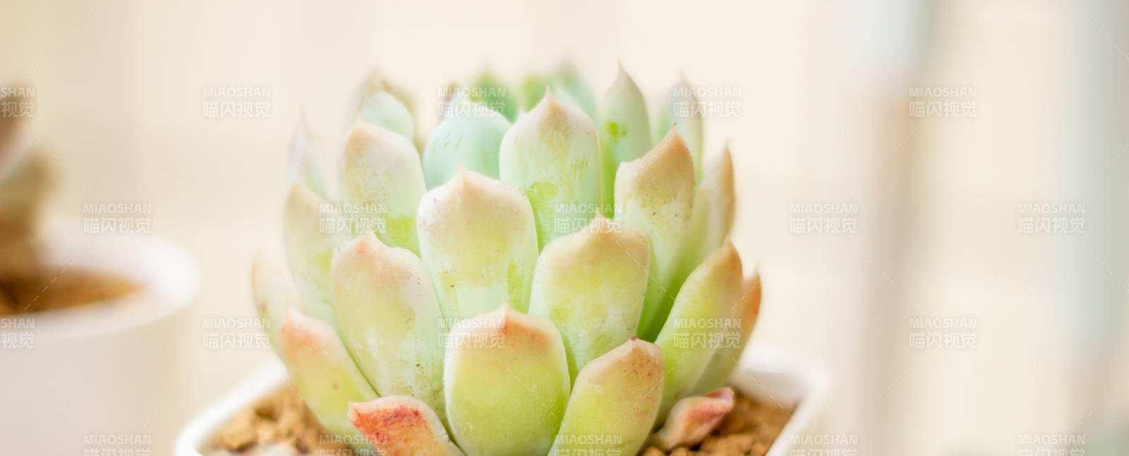 多肉植物的清新之美