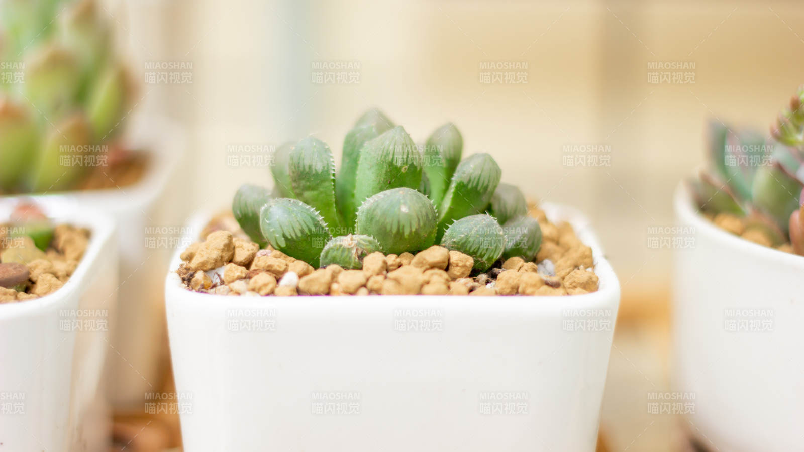 多肉植物盆栽特寫