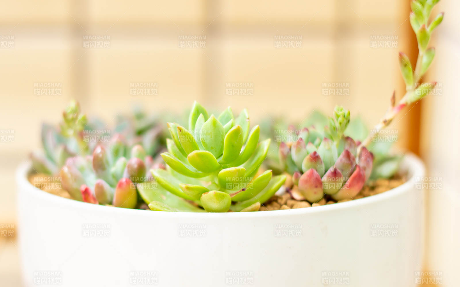 多肉植物盆栽