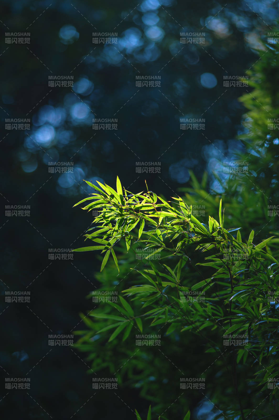 竹葉輕舞 光影斑駁