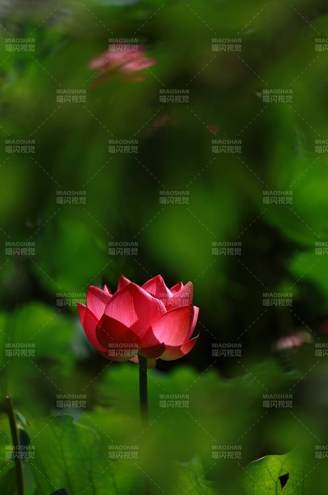 紅蓮綻放綠意中