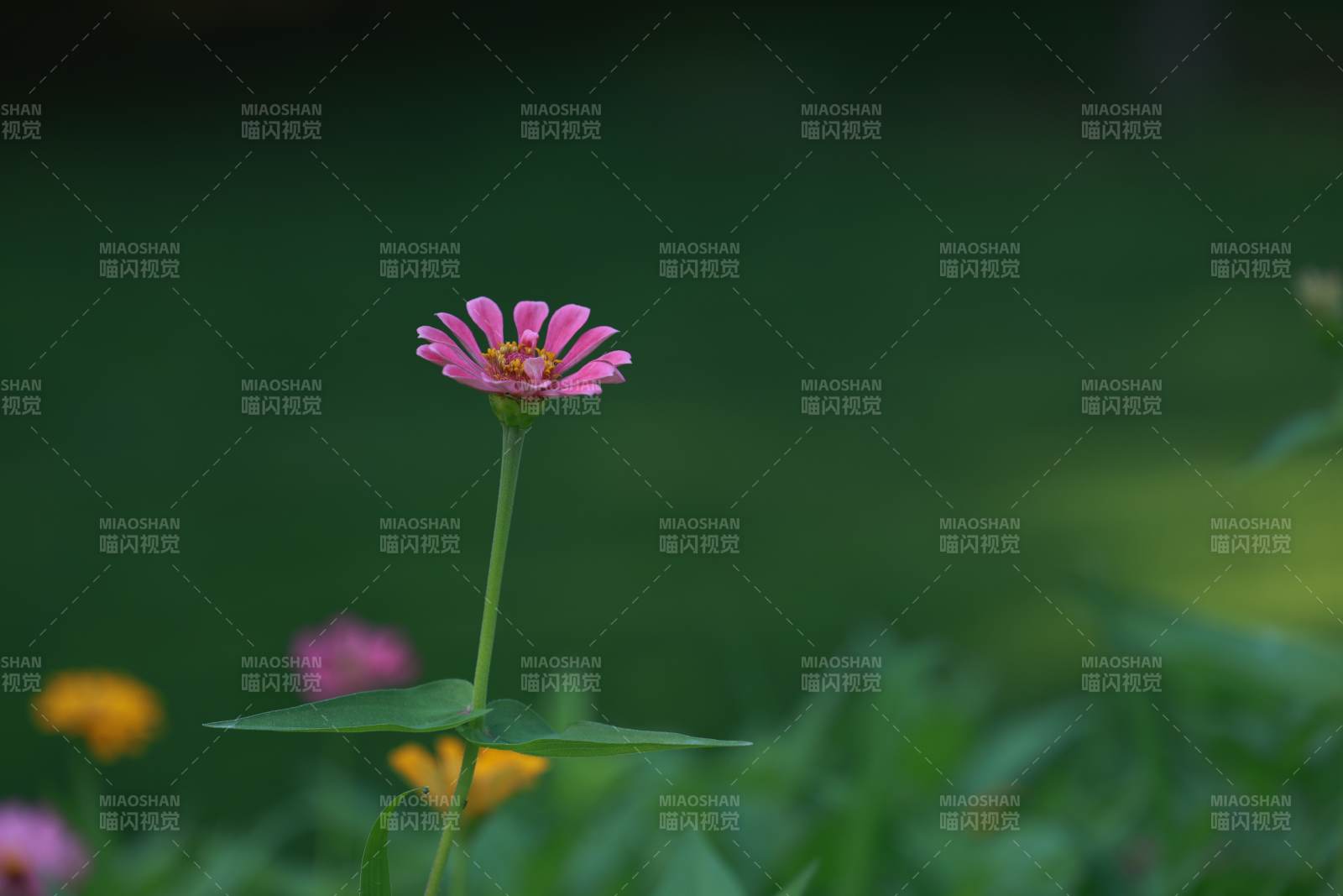 粉色花朵在綠意中綻放