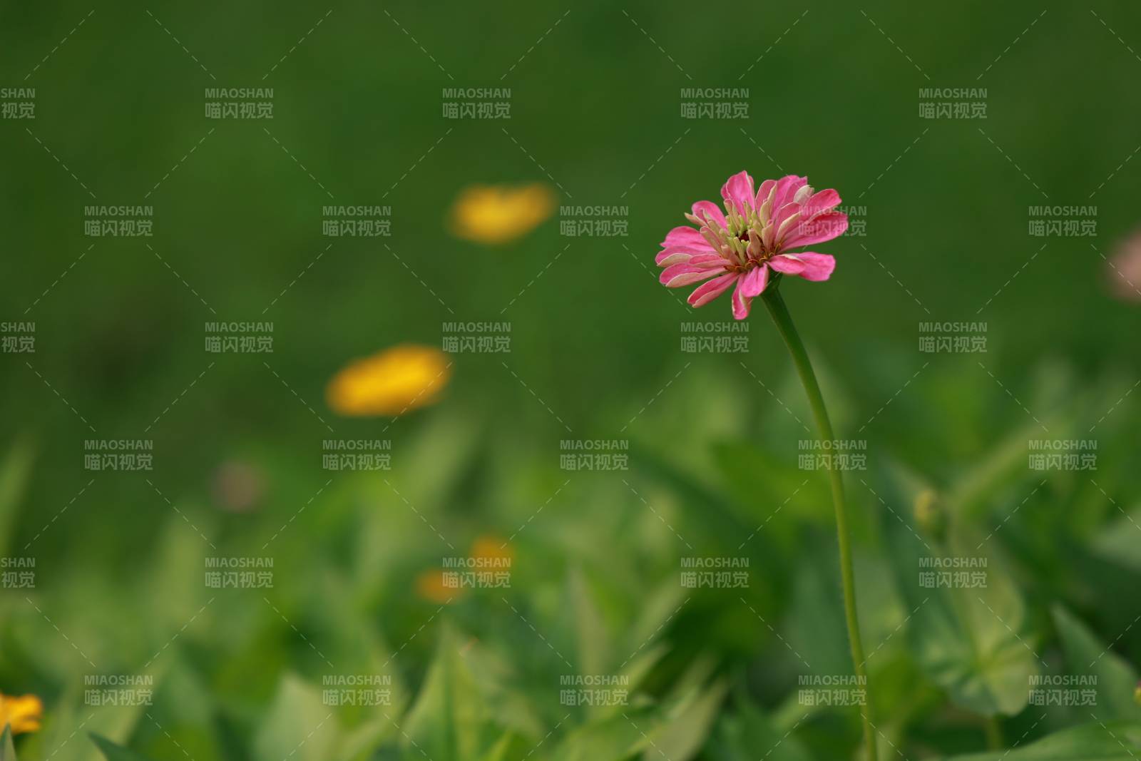 粉花綠野靜謐景
