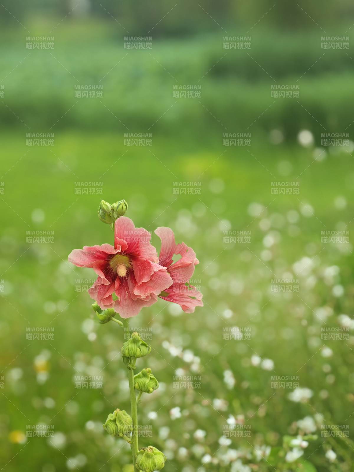 粉花綠野靜謐景