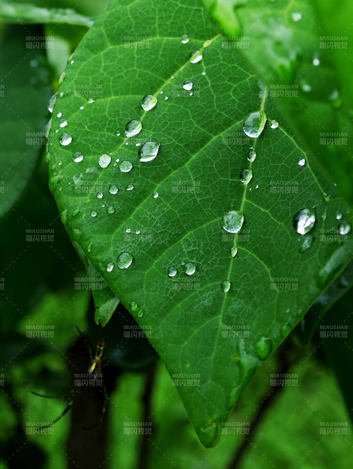 露珠葉上晶瑩