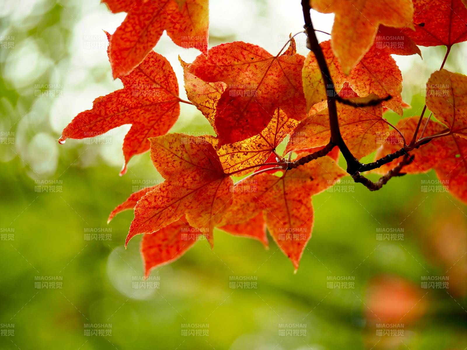 秋葉紅艷枝頭