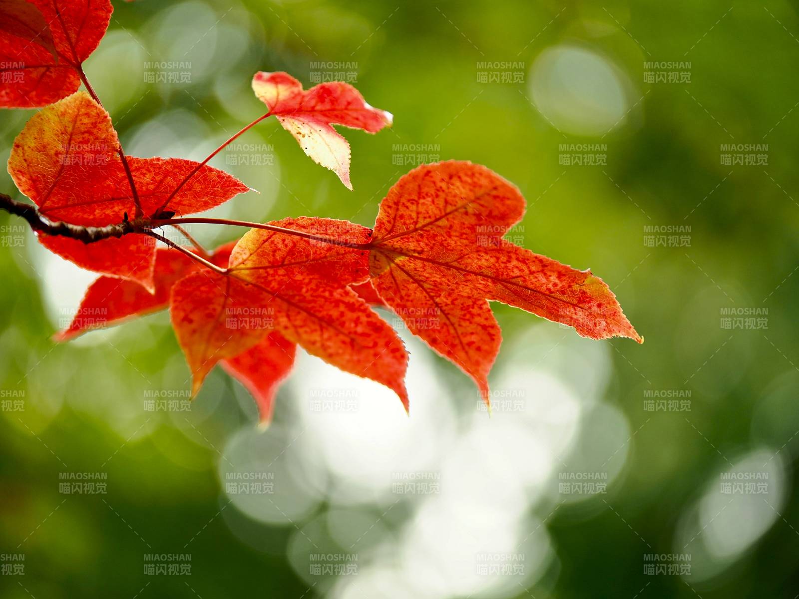 秋葉紅艷