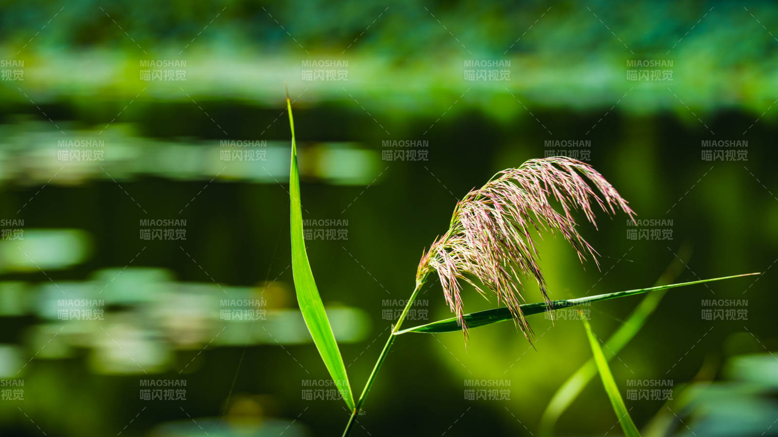 水邊蘆葦輕搖曳