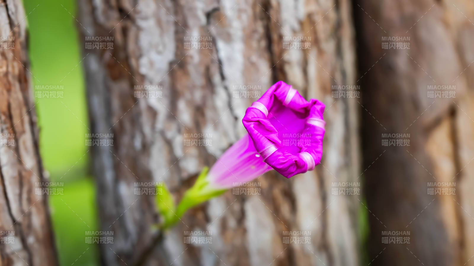 牽牛花綻放樹間