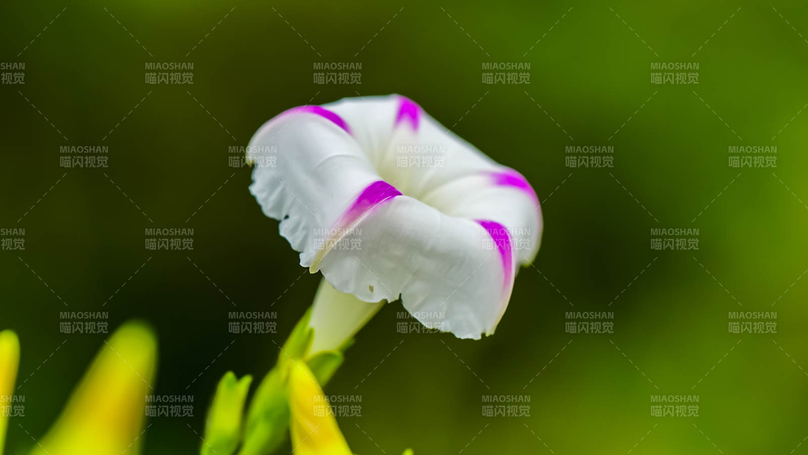 牽牛花綻放