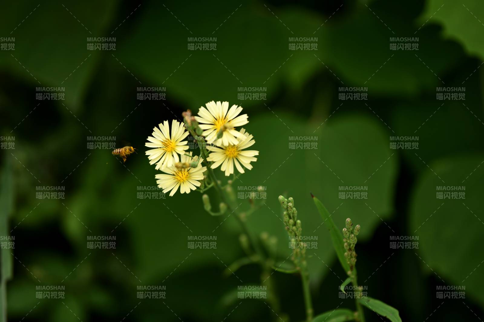黃花蜂舞綠葉間