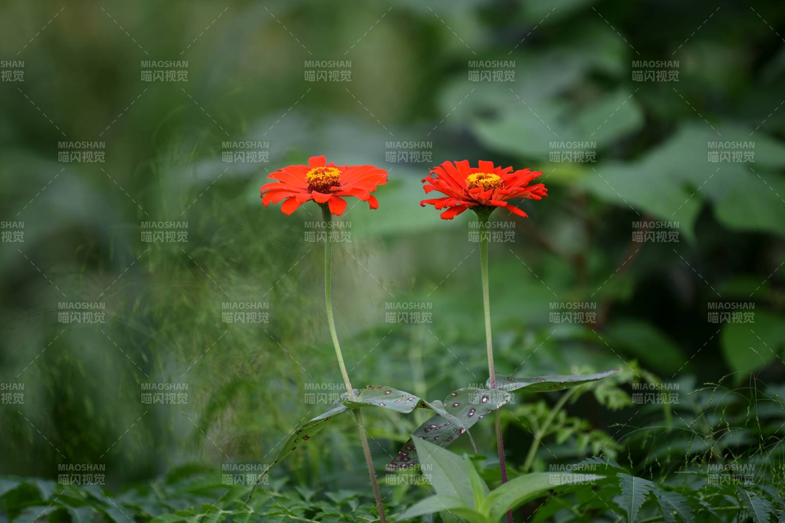 紅花綠葉相映成趣