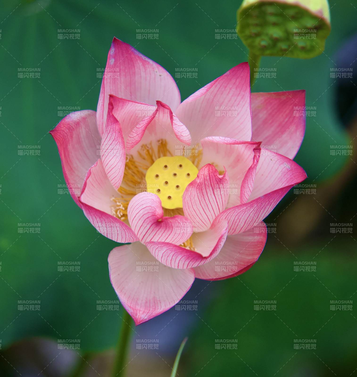 粉蓮綻放