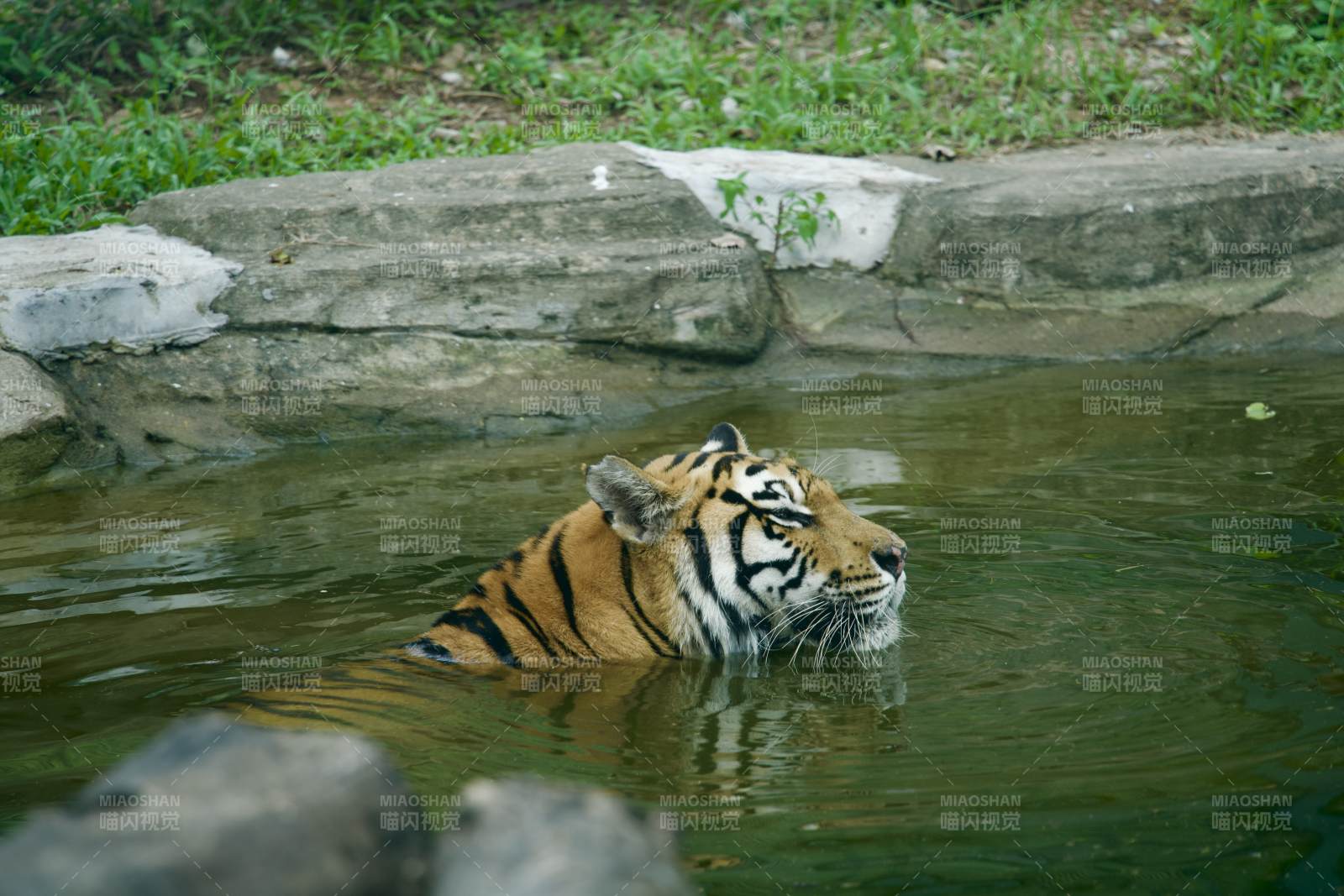 虎在水中游